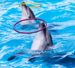 Dolphin Show